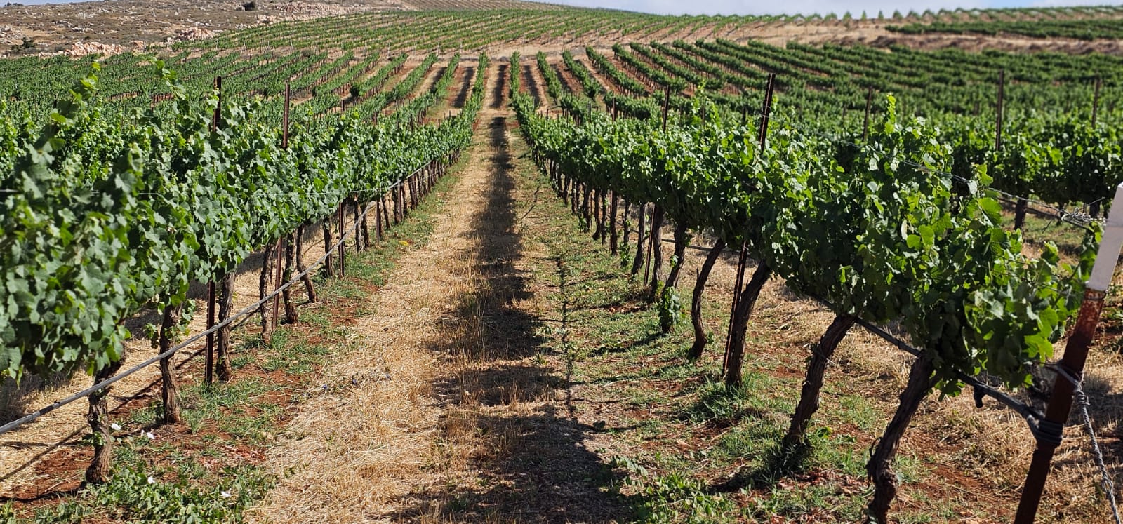 Rows of grape vines growing in the desert at Hope Hills farm